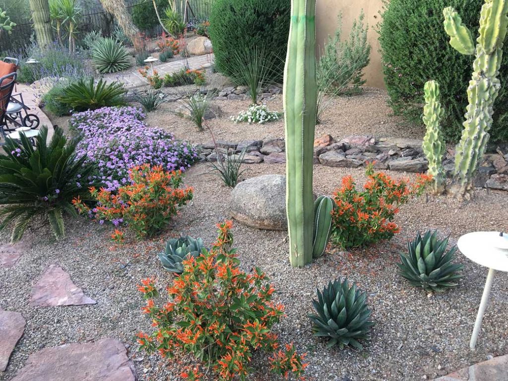 14-Plants-and-Cacti