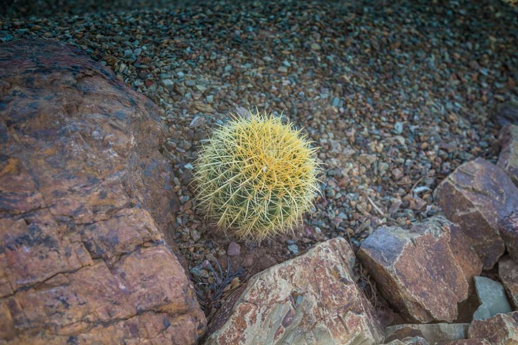 61-Cactus-and-Stones