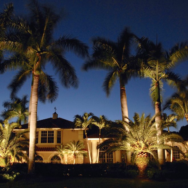 FX Palm Tree Lights