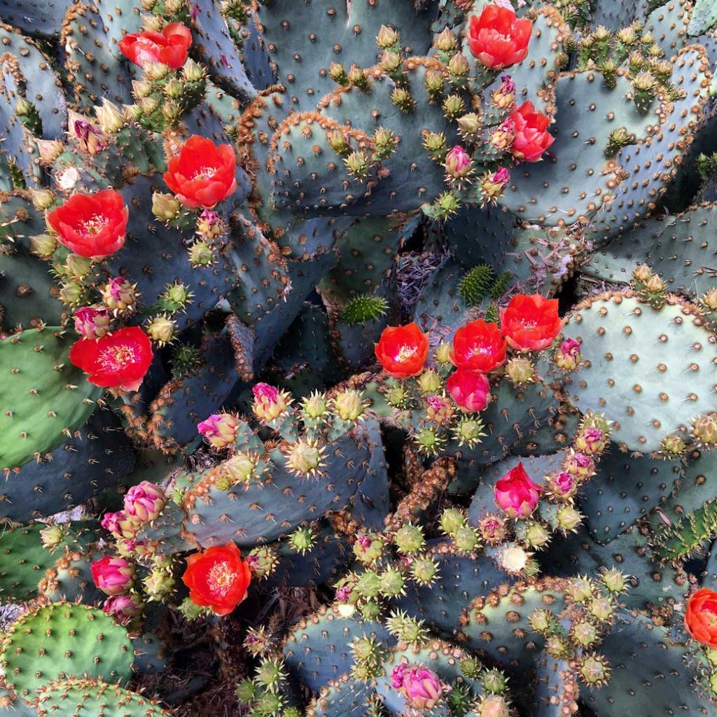 21-Cactus-Plants